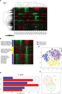 Sequencing-based transcriptome analysis reveals diversification of immune response- and angiogenesis-related expression patterns of early-stage cervical carcinoma as compared with high-grade CIN